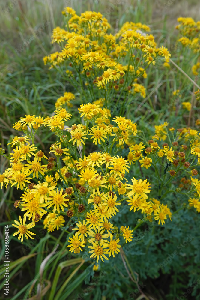 Obraz premium Vibrant Yellow Common ragwort, Jacobaea vulgaris, Wildflowers in Natural Setting