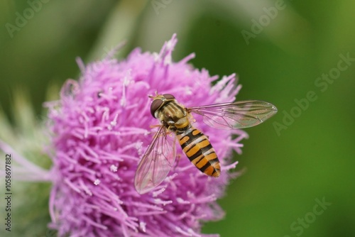 A marmelade hoverfly, Episyrphus balteatus, with transparent wings and striped abdomen on a purple thistle flower. photo