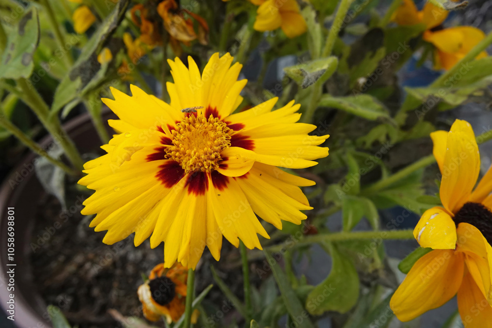Vibrant Yellow Coreopsis Flower with Red Center in Garden Vibrant Yellow Coreopsis Flower with Red Center in Garden