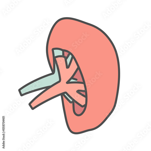 脾臓　イラスト