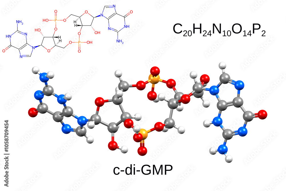 Chemical formula, structural formula and 3D ball-and-stick model of cyclic diguanylate (c-di-GMP) Chemical formula, structural formula and 3D ball-and-stick model of cyclic diguanylate (c-di-GMP)