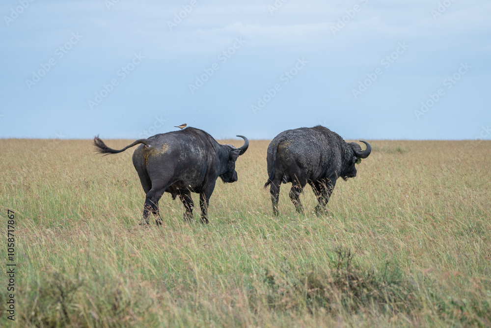 Water buffalo grazing in a lush green field of Africa, Masai Mara, Kenya Water buffalo grazing in a lush green field of Africa, Masai Mara, Kenya