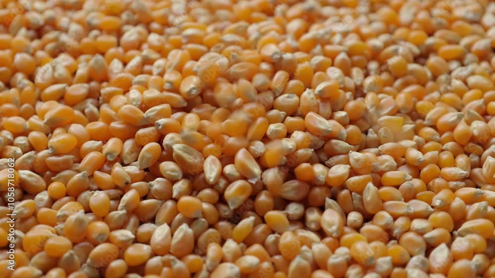Corn Corn