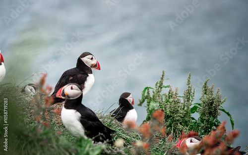 Puffins in Iceland photo