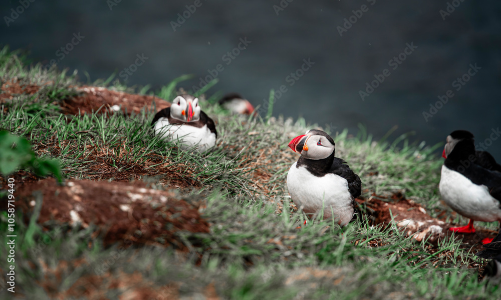 Puffins in Iceland Puffins in Iceland