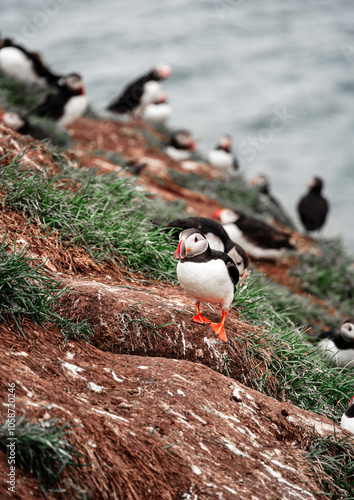 Puffins in Iceland photo