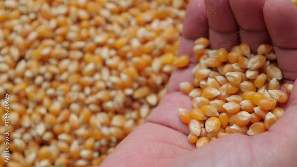 Corn with hand Corn with hand