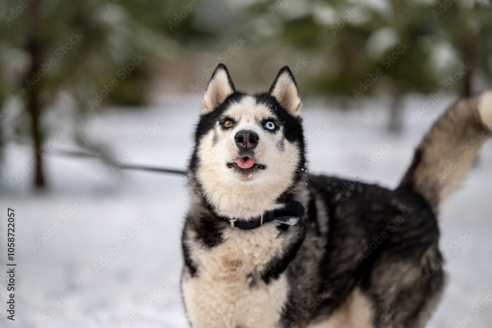 Walking with your pet husky in the park in winter. Friendship with a dog. Breeding and keeping a husky dog. Walking with your pet husky in the park in winter. Friendship with a dog. Breeding and keeping a husky dog.