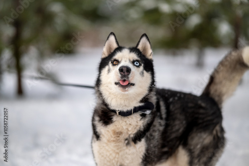 Walking with your pet husky in the park in winter. Friendship with a dog. Breeding and keeping a husky dog.