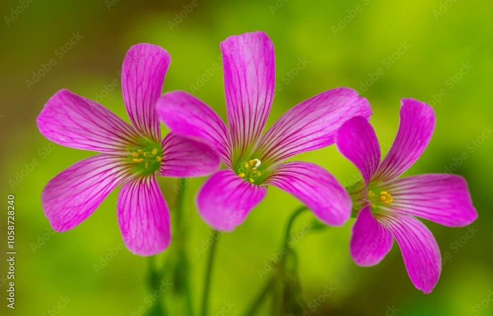 Perfect harmony. Three pink wood sorrel flowers (Oxalis crassipes rosea), private garden, Uniondale. Perfect harmony. Three pink wood sorrel flowers (Oxalis crassipes rosea), private garden, Uniondale.
