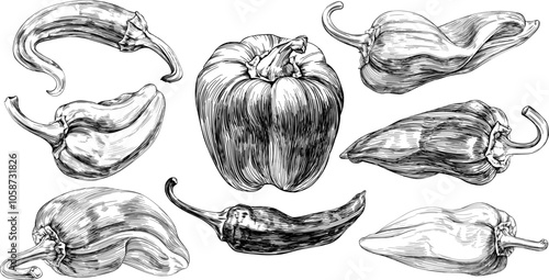 Pepper set hand drawn engraved ink art collection. Isolated paprika on white background.