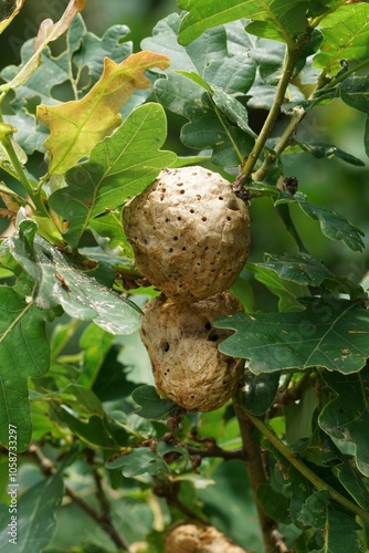 Oak Tree Leaves with Brown Oak Apple Gall Wasp, Biorhiza pallida, Galls