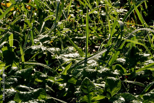 Red and yellow leaves on the green grass, Green grass with dewdrops in the SUNLIGHT