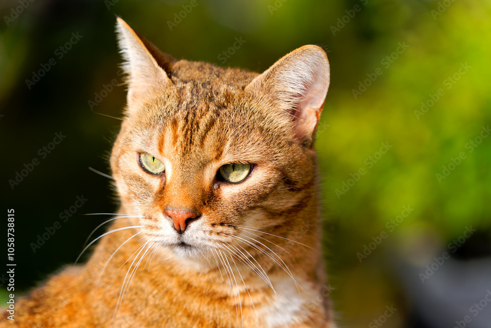 Head shot of red brown colored adult female tabby cat sitting on wall at garden on a sunny autumn noon. Photo taken November 1st, 2024, Zurich, Switzerland. Head shot of red brown colored adult female tabby cat sitting on wall at garden on a sunny autumn noon. Photo taken November 1st, 2024, Zurich, Switzerland.