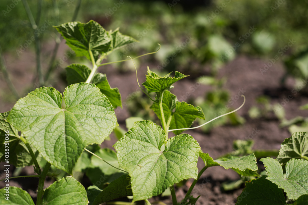 Abundant Green Leaves of Young Cucumber Plants Growing in a Sunny Vegetable Garden During Early Spring Abundant Green Leaves of Young Cucumber Plants Growing in a Sunny Vegetable Garden During Early Spring