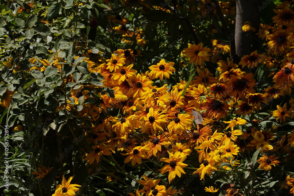 Obraz premium Coreopsis