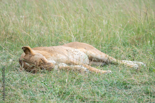 A young lion cub is currently resting and lying in the grass, Masai Mara, Kenya photo