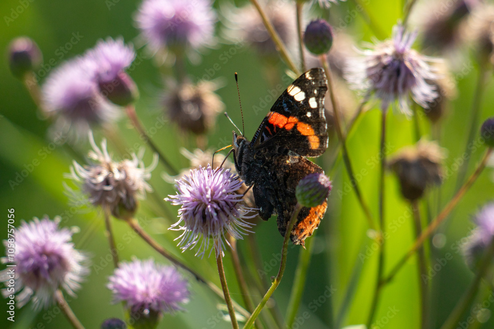Admiral butterfly close-up in nature in summer. Admiral butterfly close-up in nature in summer.