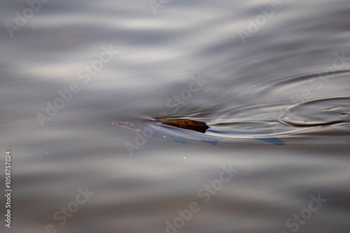 A fish is swimming in a body of water photo