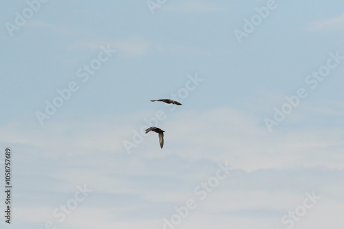 two ducks flying in the blue sky