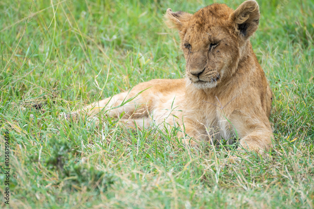 Naklejka premium A young lion cub is currently resting and lying in the grass, Masai Mara, Kenya