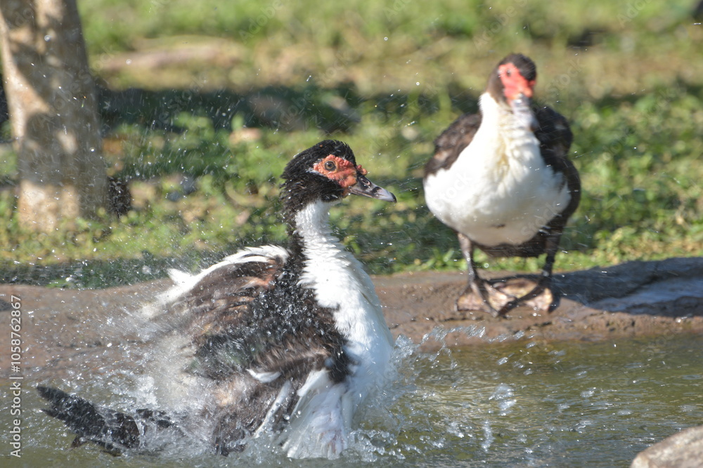 Muscovy duck swim and playing in the pond Muscovy duck swim and playing in the pond
