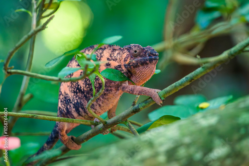 Female pantherchameleon climbing on a thin branch of a jungle tree photo