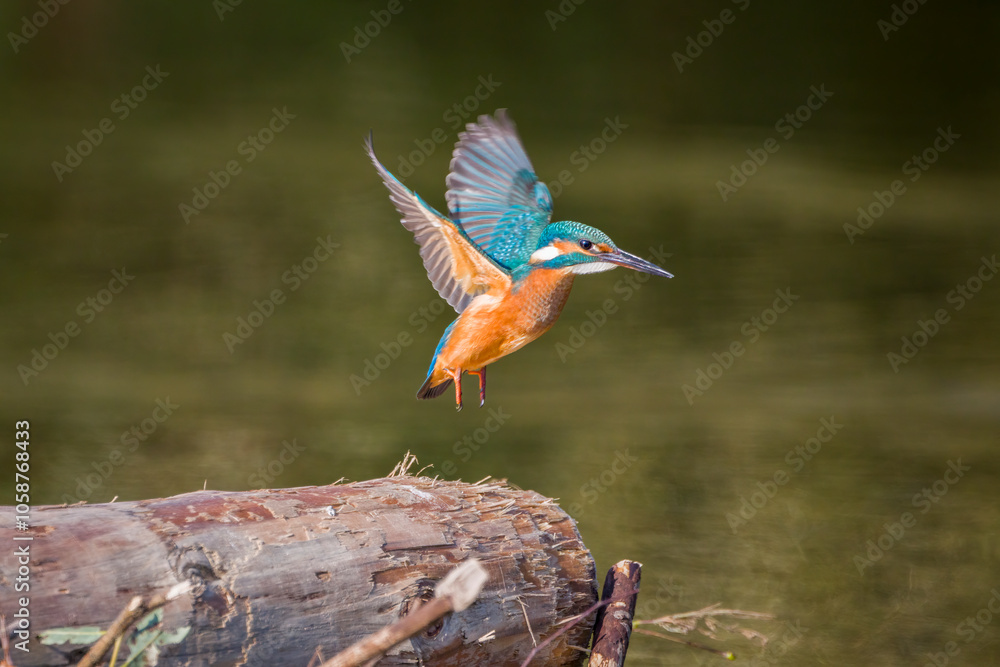 custom made wallpaper toronto digitalbeautiful kingfisher female take off from a trunk in the water