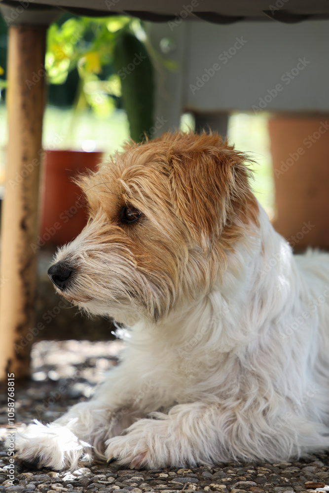 custom made wallpaper toronto digitalJack russel terrier Arusha lie in the shadow of a table during the hot summer time