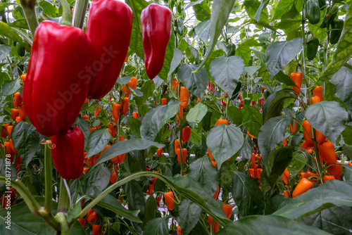 Varieties of sweet peppers used as a gene pool for plant breeding purposes in Dutch horticulture  photo