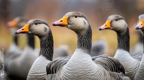 4K close-up of geese in extreme detail, captured in slow motion to highlight their graceful movements and intricate features, with ample copy space for additional text.