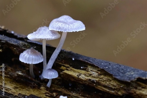 Delicate Mushrooms Growing on Fallen Log in Lush Forest Setting with Soft Lighting