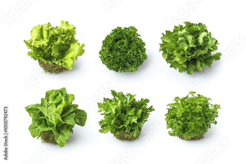 Fresh head of lettuce on a white background, ideal for food or recipe photography