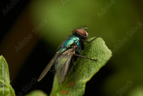 A green fly perched on a green leaf