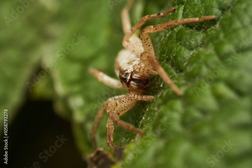 A white spider perched on a green leaf