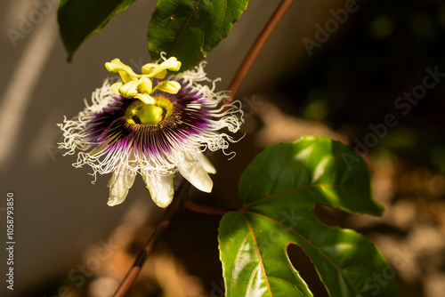 Passion flower with passion fruit leaves and a dramatic sun