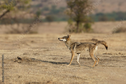 Indian grey wolf