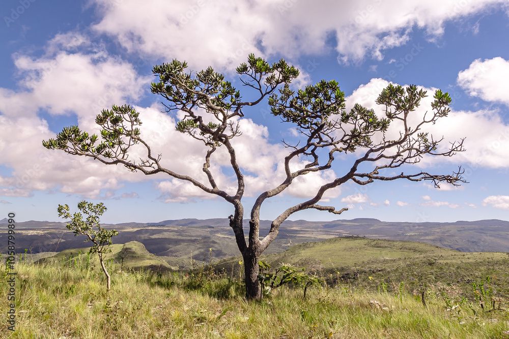 árvore na cidade de Alto Paraiso de Goiás, região da Chapada dos Veadeiros, Estado de Goiás, Brasil árvore na cidade de Alto Paraiso de Goiás, região da Chapada dos Veadeiros, Estado de Goiás, Brasil