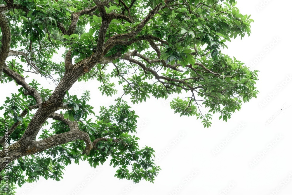 Oak Tree Background. Green Leafy Tree Isolated on White, Nature and Forest Concept Oak Tree Background. Green Leafy Tree Isolated on White, Nature and Forest Concept