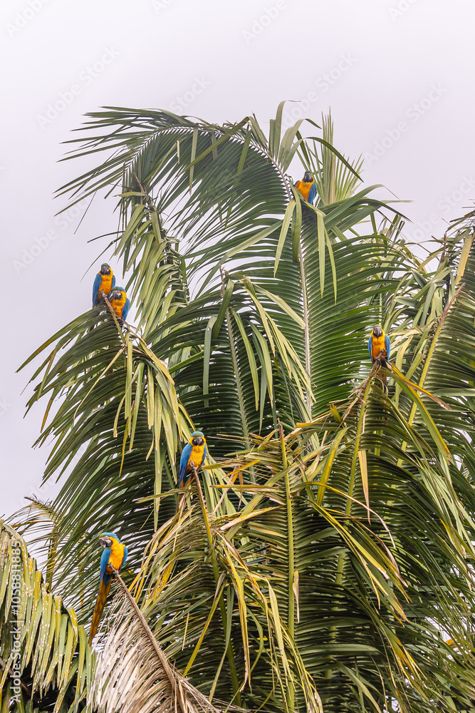 Fototapeta premium arara canindé na cidade de Alto Paraiso de Goiás, região da Chapada dos Veadeiros, Estado de Goiás, Brasil