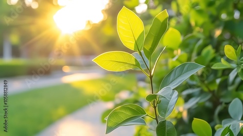 Sunlit green leaves Soft Pastel Background for Graphic Design Templates