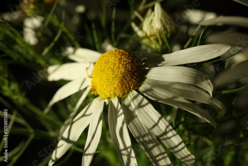 chamomile flower on a green background. selective focus photo