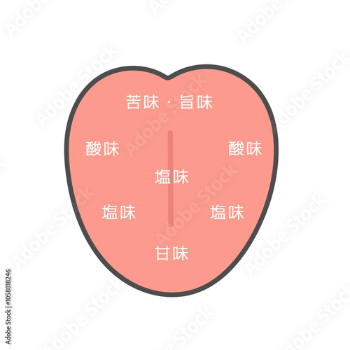 舌　味覚の分布図　イラスト

