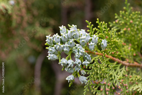 Thuja or cypress green branches with blue, turquoise cones, close-up. Platycladus orientalis, Chinese thuja arbovitae, juniper coniferous tree of the Cupressaceae family. photo