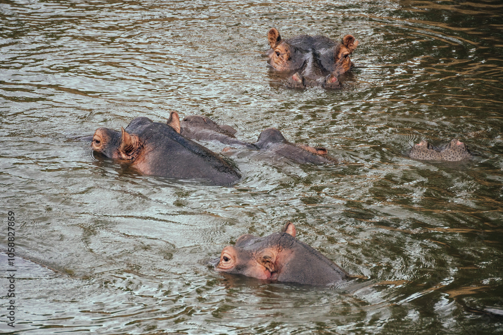 Fototapeta premium Hippos swim gracefully, Masai Mara Reserve, Kenya