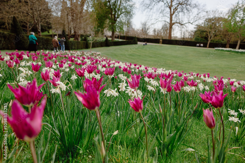 tulip field in spring tulip field in spring