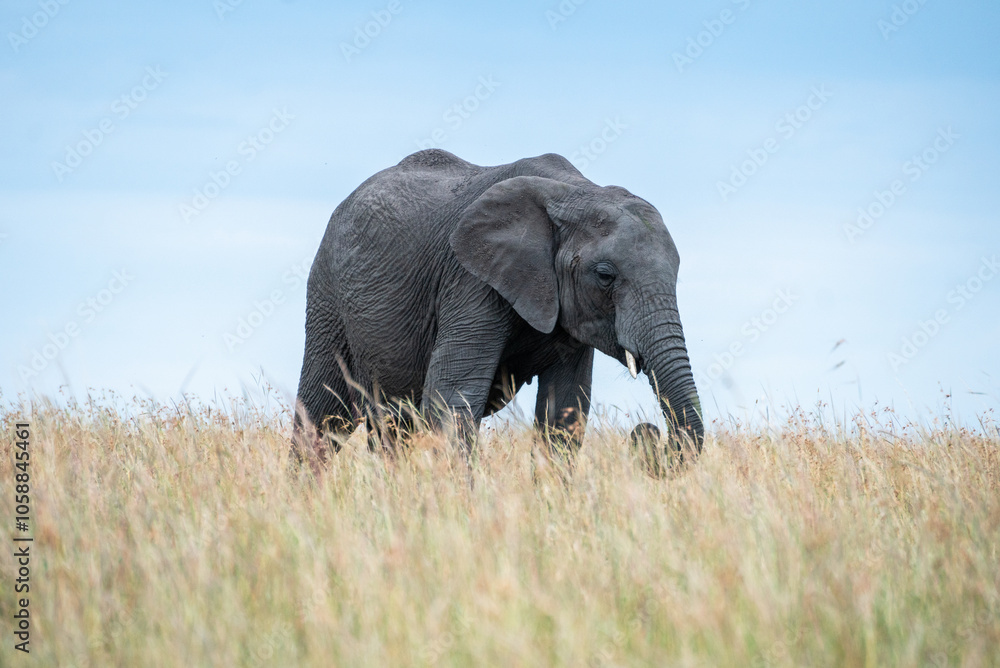 Big elephants in their habitat in Africa, Masai Mara Reserve, Kenya Big elephants in their habitat in Africa, Masai Mara Reserve, Kenya