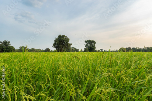 Vibrant Green Rice Field Under the Soft Sky at Dusk