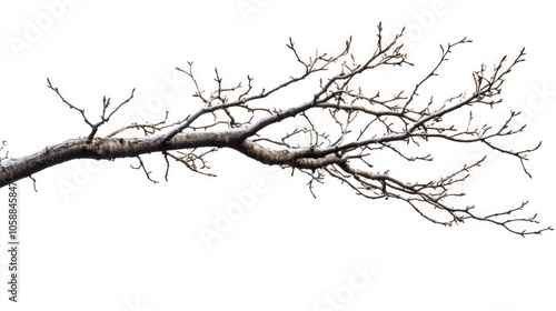 Isolated barren tree branch set against a white background, creating a striking visual of a barren tree branch that emphasizes its unique form and texture. Ample copy space available.