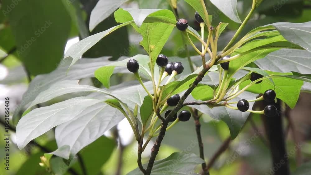 【山野草・樹木】オオバクロモジ(大葉黒文字):Lindera umbellata var. membranacea 240824-1 【山野草・樹木】オオバクロモジ(大葉黒文字):Lindera umbellata var. membranacea 240824-1